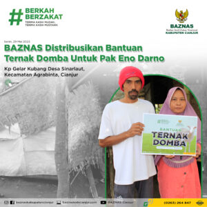 Read more about the article BAZNAS Distribusikan Bantuan Ternak Domba Untuk Kang Eno Darno